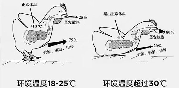 《夏日炎炎，如何為動(dòng)物防暑、降溫》